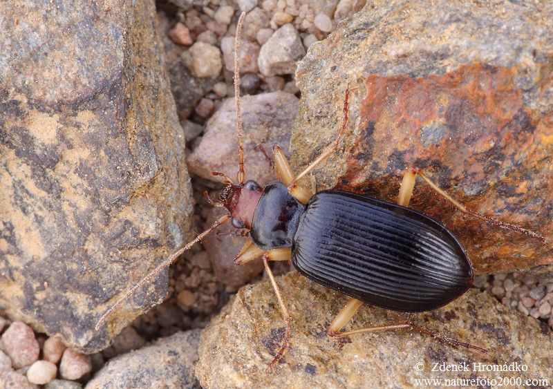 střevlíček, Nebria picicornis, Nebriini, Carabidae (Brouci, Coleoptera)